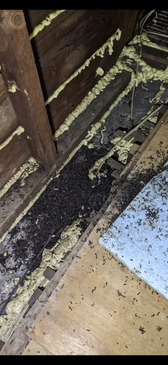 Piles of bat guano and old spray foam on lath and plaster in attic