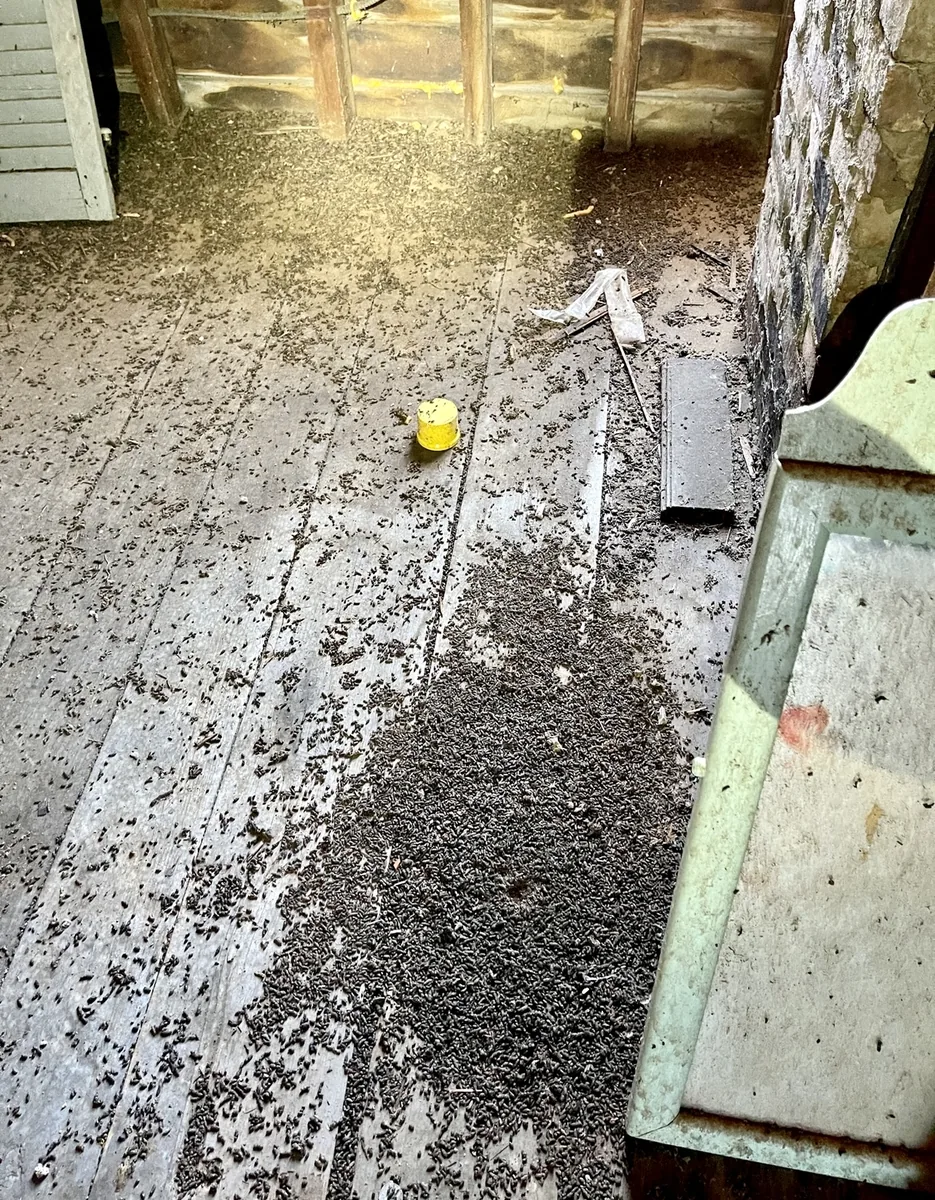Piles of bat guano spread across the wooden floor of an attic
