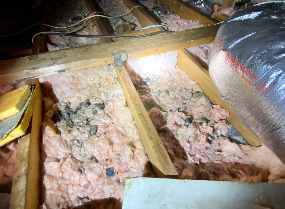 Animal droppings scattered across attic insulation near ductwork