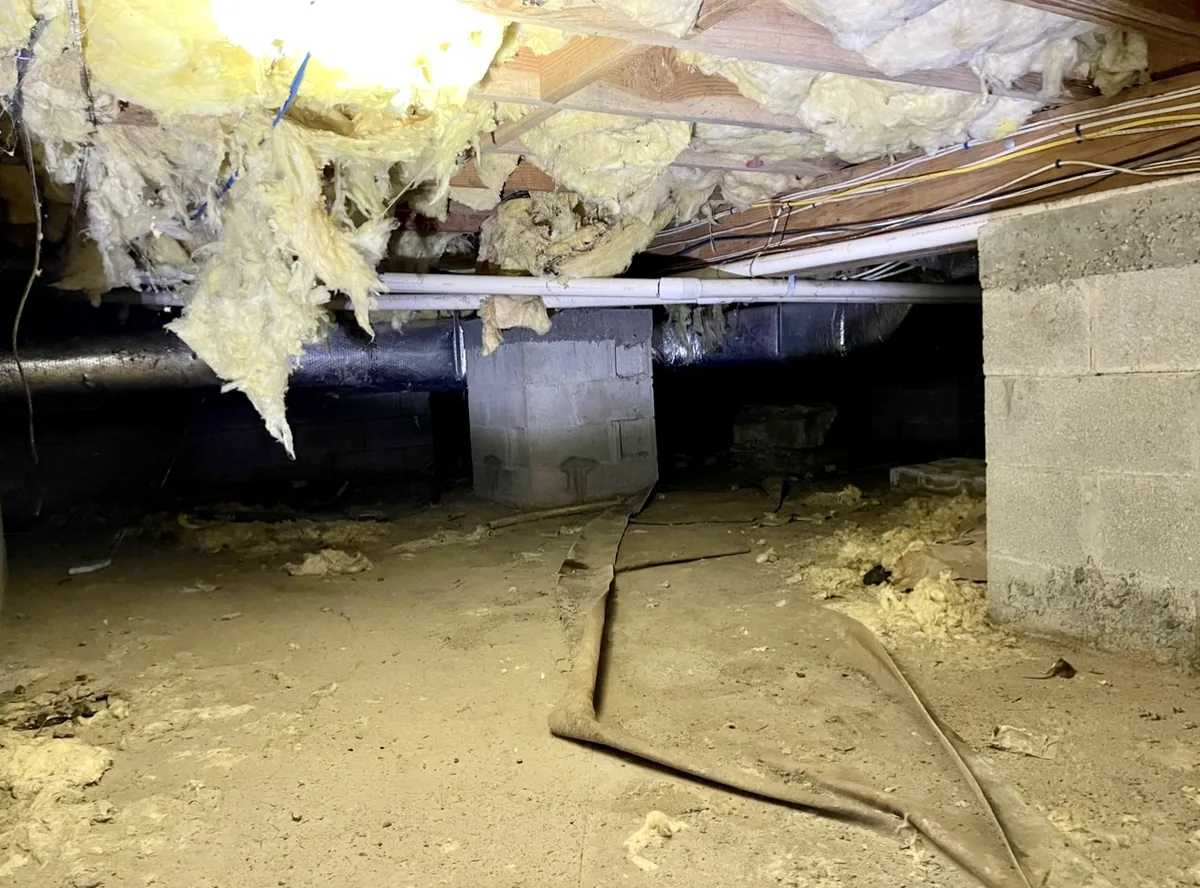 Crawl space torn apart and contaminated by raccoons