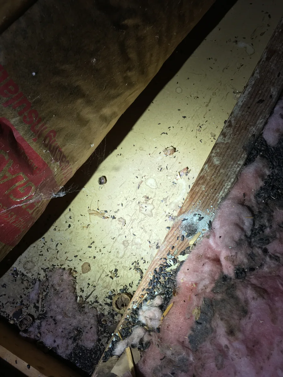 Communal flying squirrel latrine on attic framing