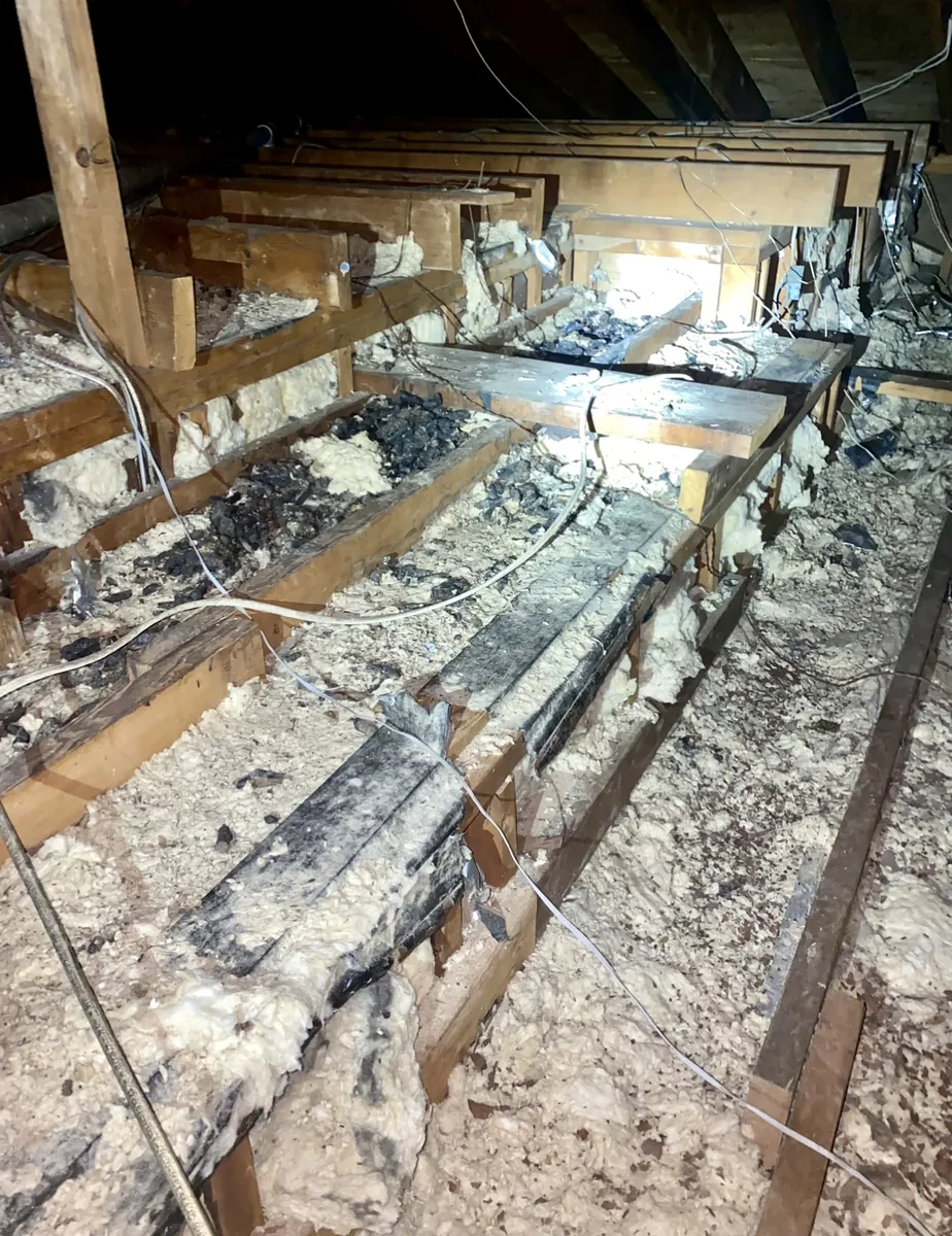 Attic insulation heavily contaminated with raccoon droppings