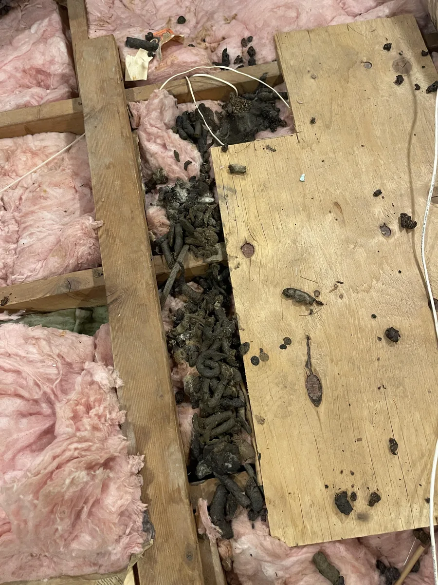 Raccoon droppings on insulation next to an attic walkway