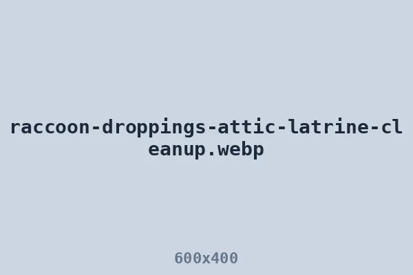 Raccoon droppings at an attic latrine before decontamination