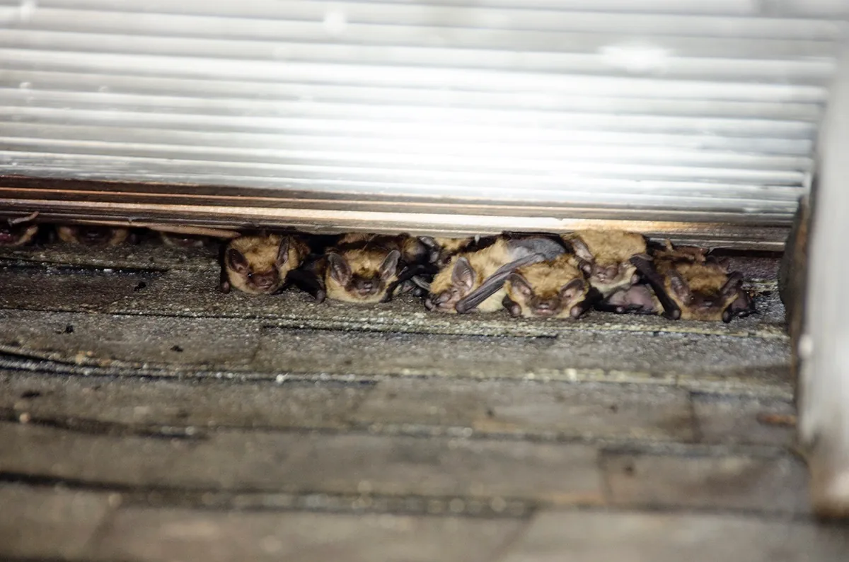 Cluster of bats roosting together on roof shingles near the entry point