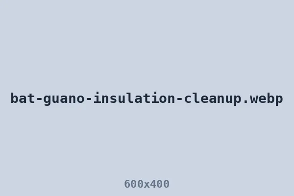 Bat guano accumulated in attic insulation before cleanup