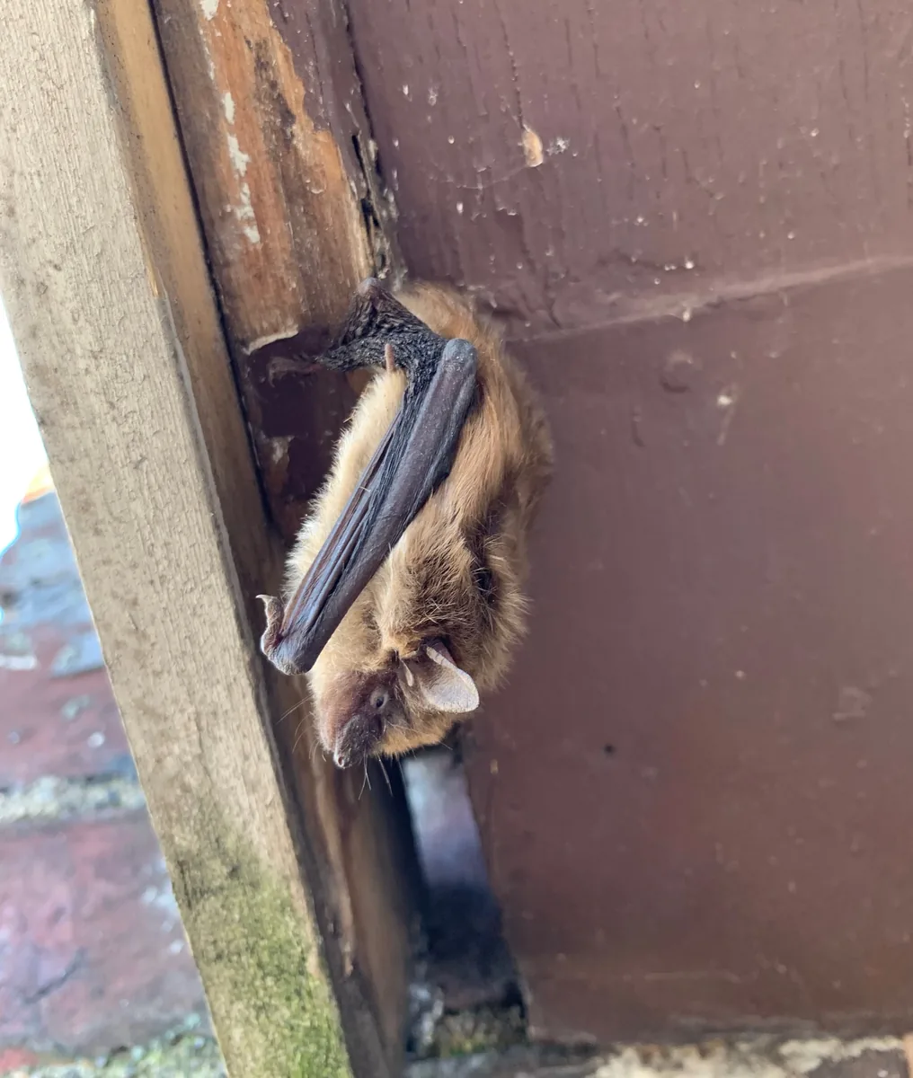 Bat hanging on the exterior of a house just below the soffit