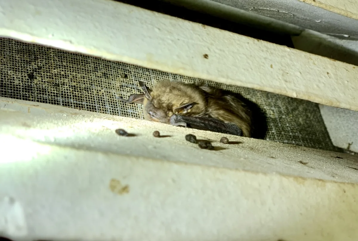 Male bat hanging on a louvered gable vent with droppings below