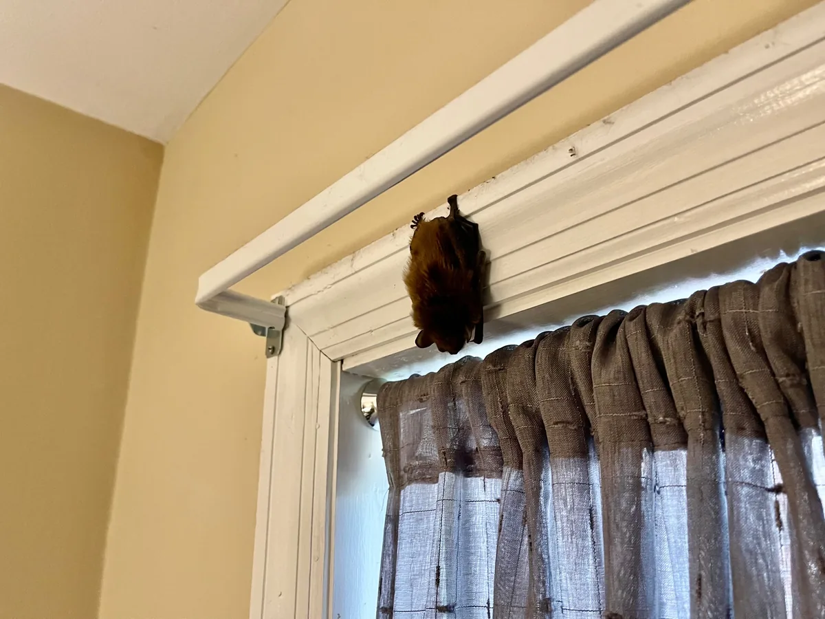 Bat clinging to the window trim of a bedroom inside a house