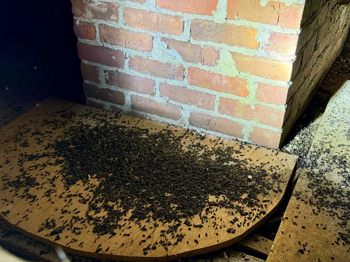 Large piles of bat guano on attic insulation and flooring near a chimney