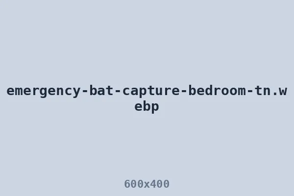 Emergency bat capture from a Middle Tennessee bedroom