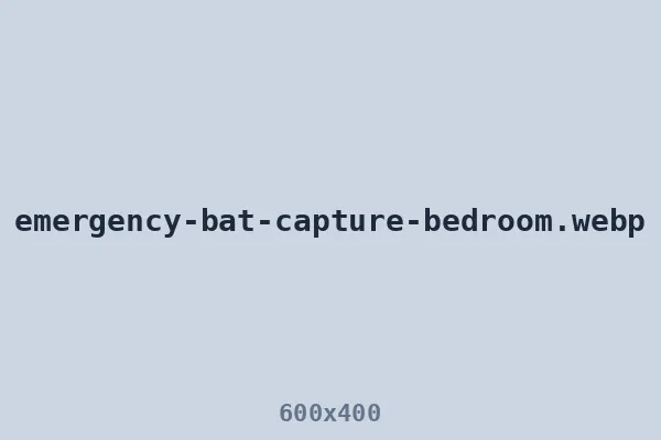 Emergency capture of a bat found in a bedroom