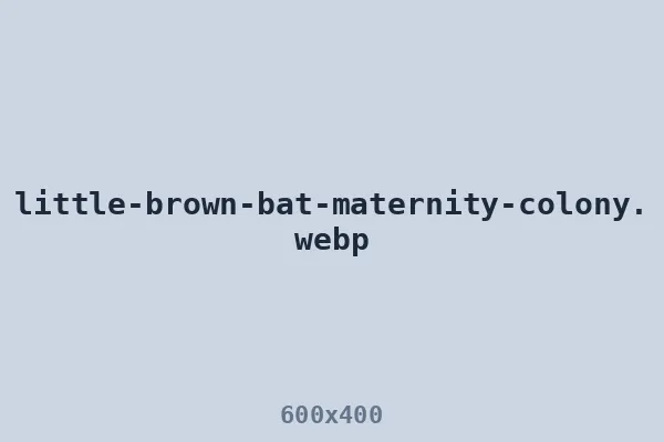 Little brown bat maternity colony at a roost