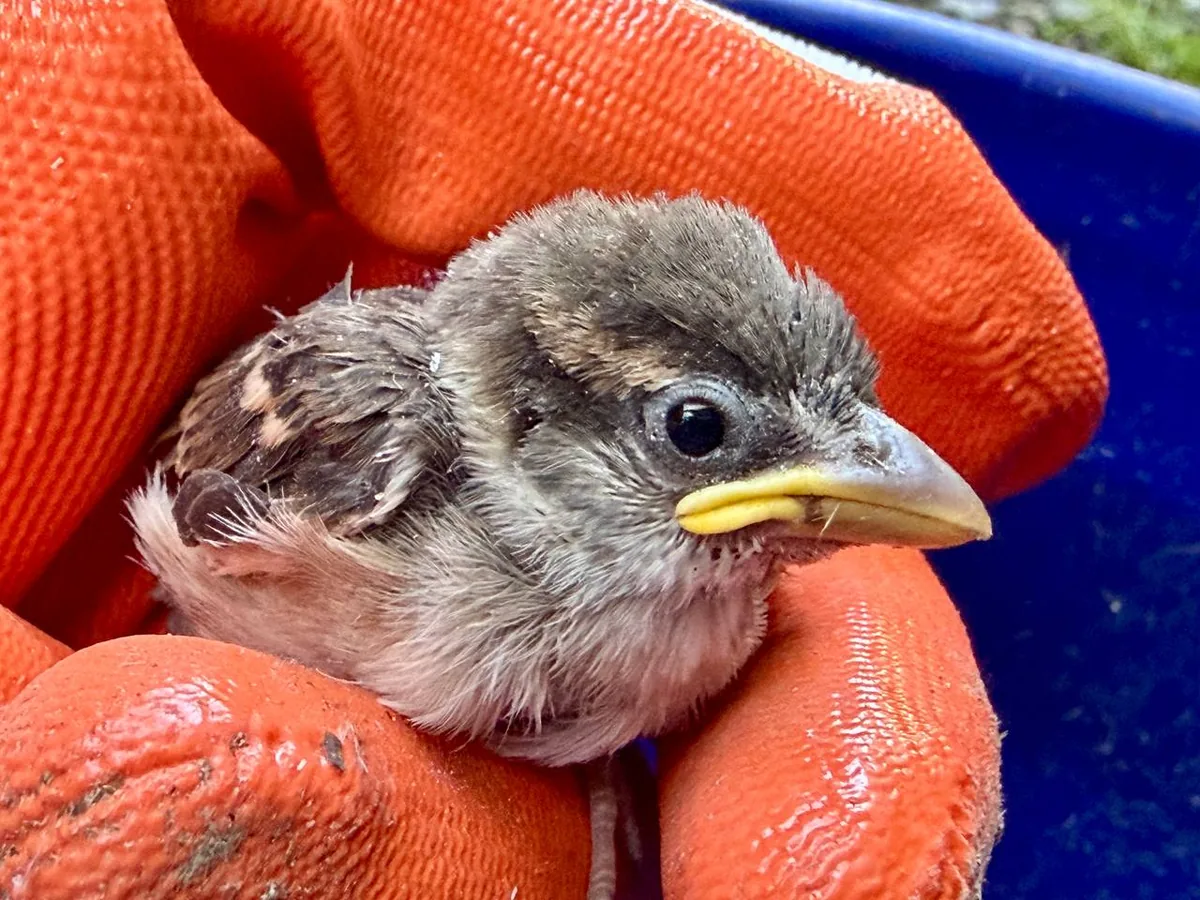Baby bird held gently in a hand after rescue