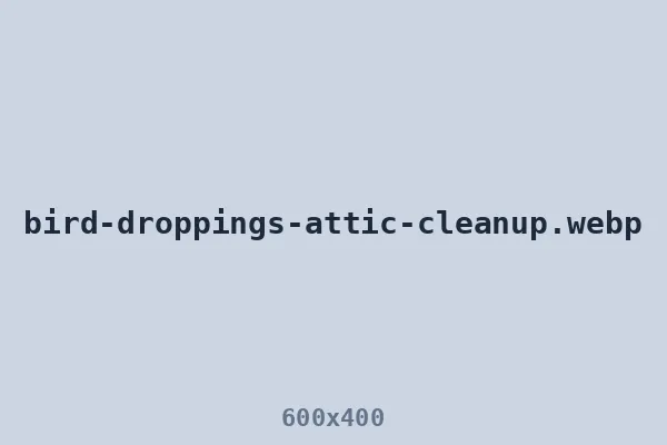 Bird poop in attic — droppings accumulation before decontamination