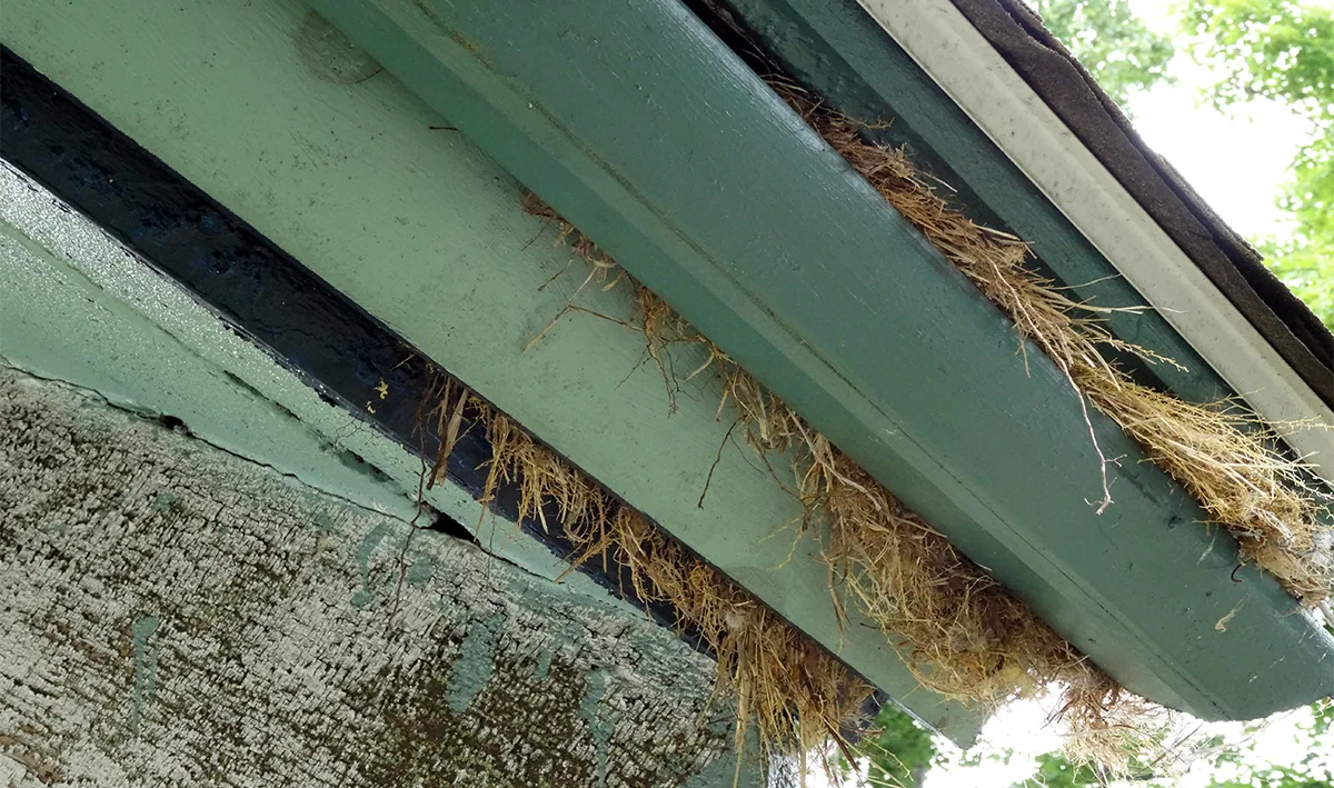 Nesting material trailing stuffed into gaps in a soffit