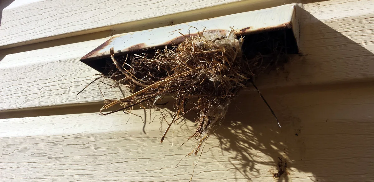 Nesting material packed into a stove exhaust vent by birds