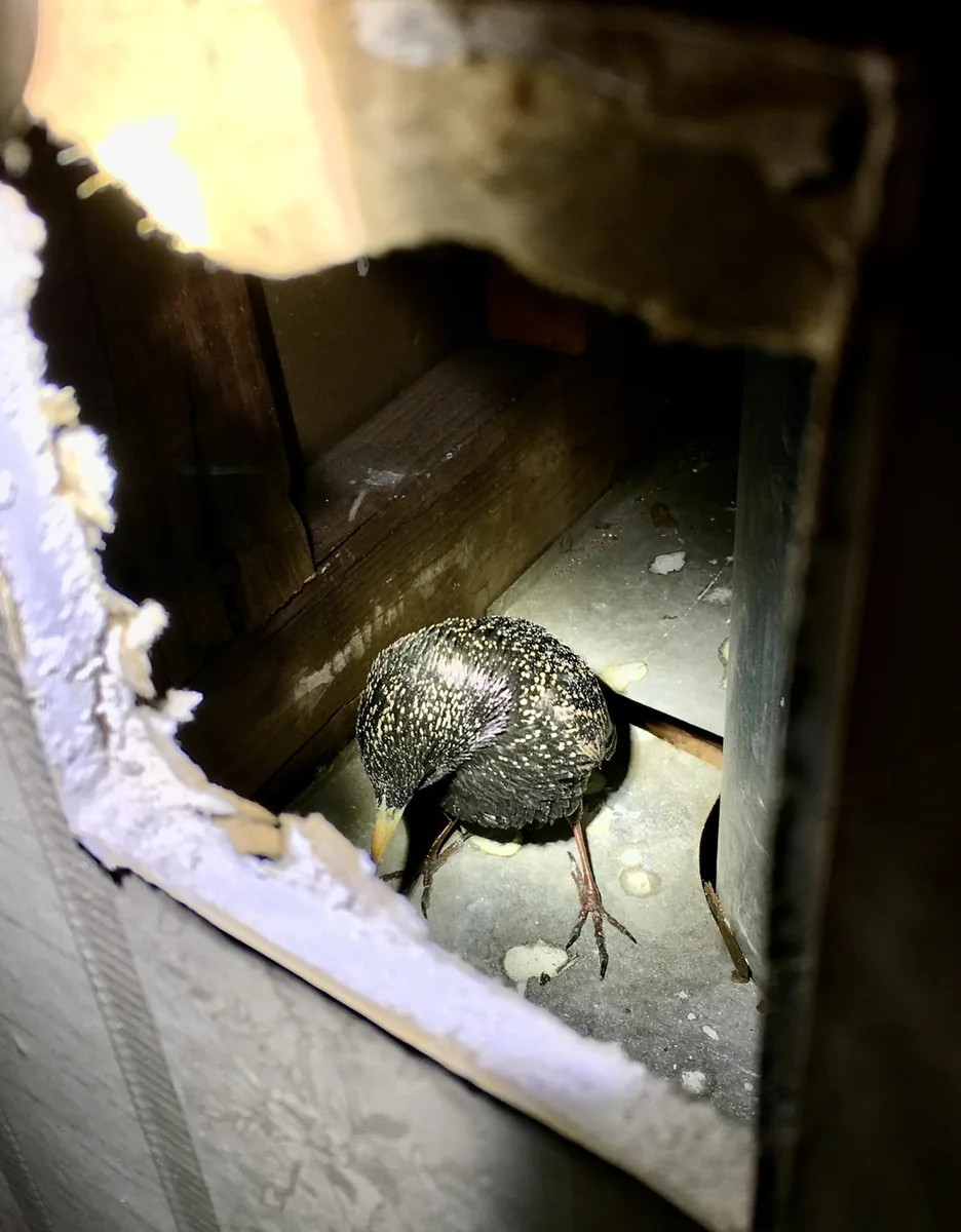 Bird inside wall cavity near a vent pipe rescued through hole opened in the wall