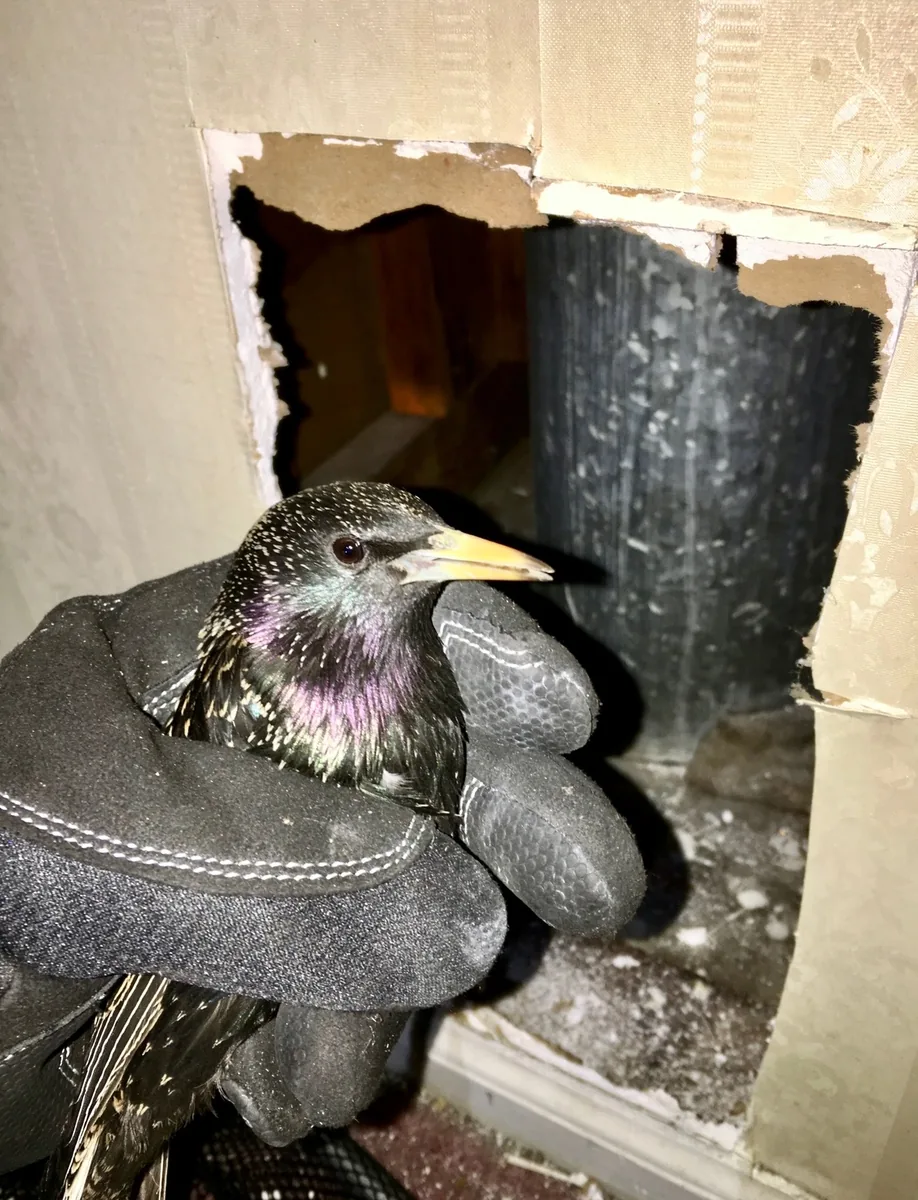 Rescued starling held in hand after being removed from an opened wall