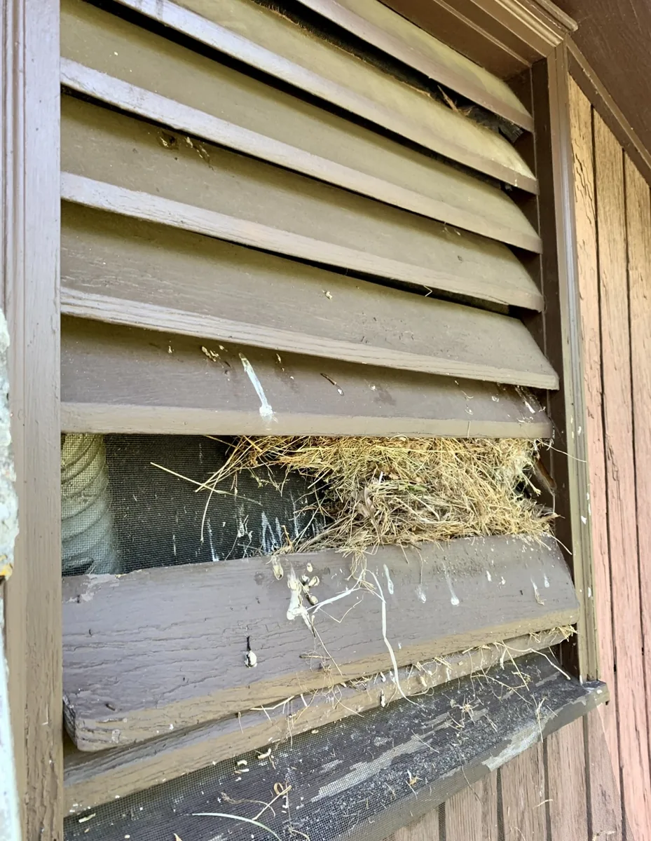 Bird nest and droppings in the slats of an attic vent
