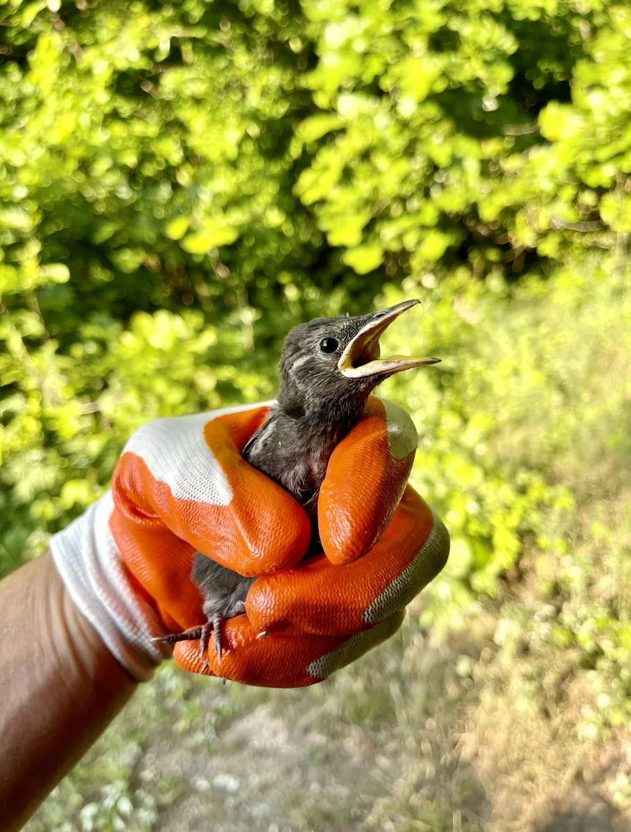Baby bird held in hand before going to a rehabilitator