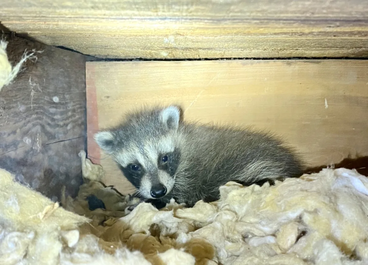 Orphaned baby raccoon found during an attic inspection held in a hand