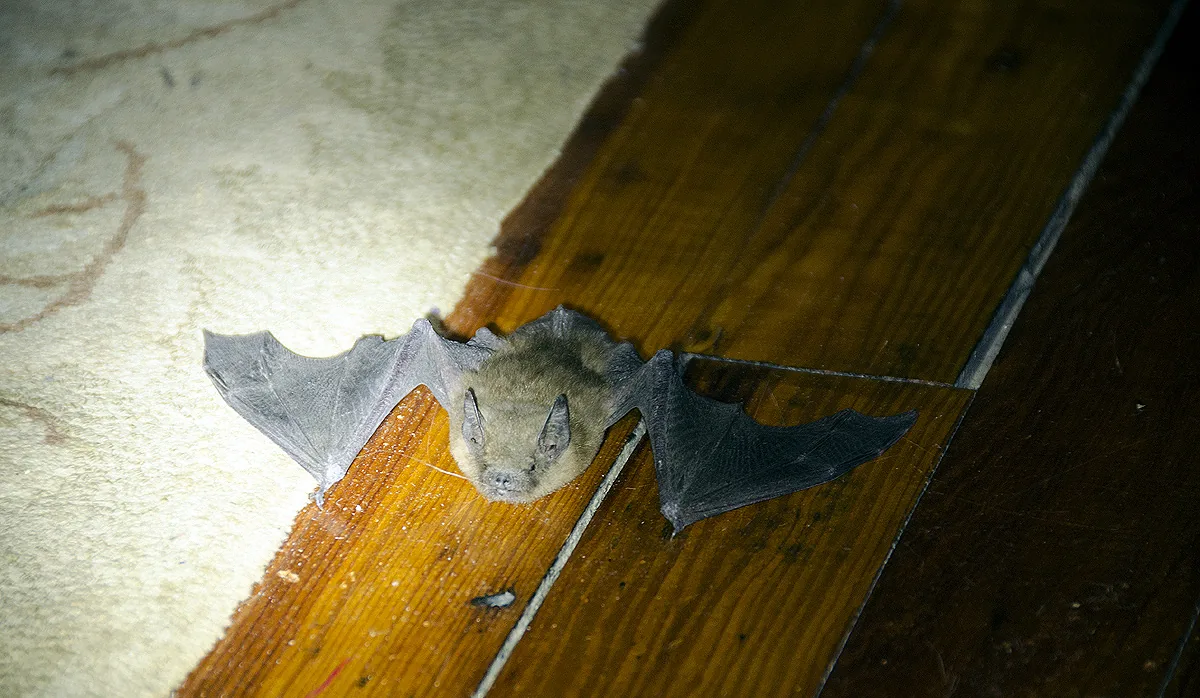 Bat with wings spread on the hardwood floor of a house