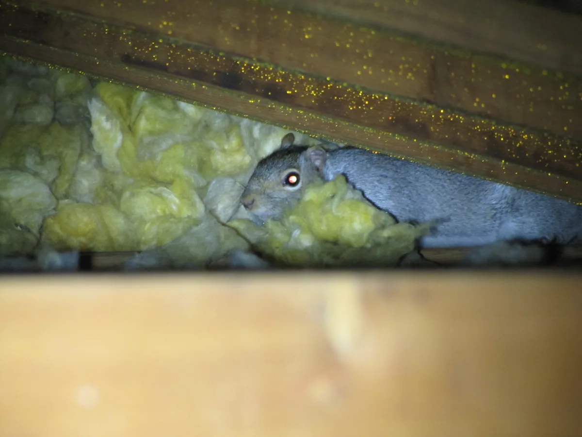 Squirrel curled into a nest dug into attic insulation