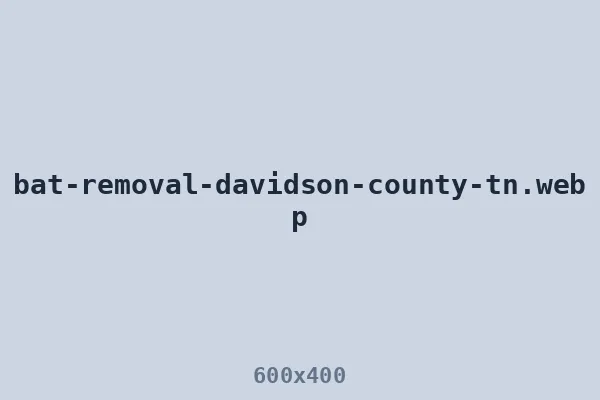 Bat removal in Davidson County