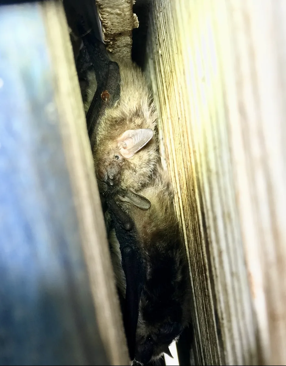 Bats clustered together inside an opened wall cavity