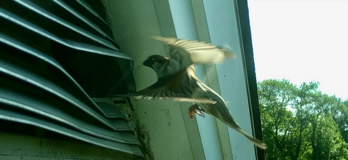 Bird in mid-flight entering a gable vent under a roofline
