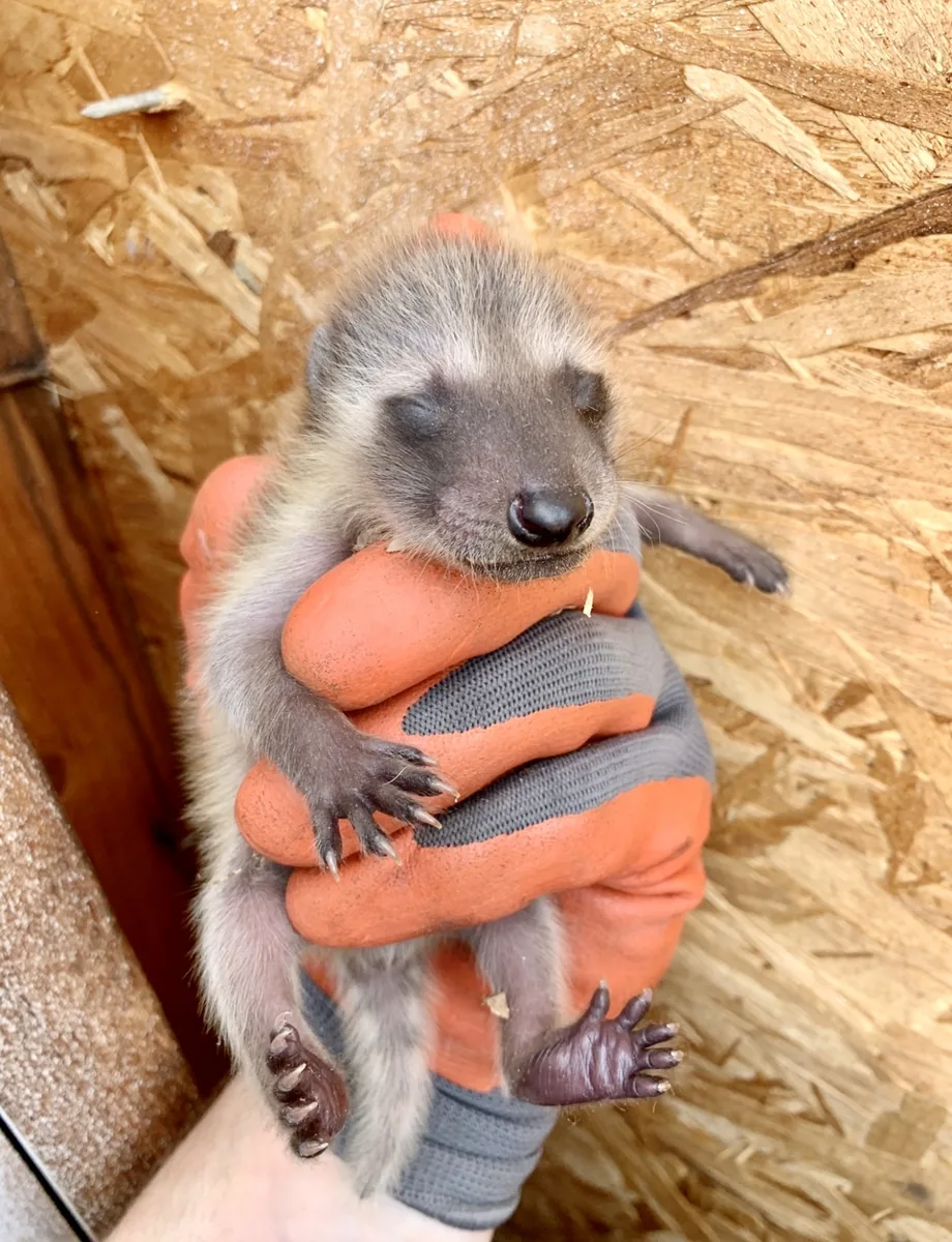 Newborn raccoon with eyes still closed held in a gloved hand after being found inside a wall