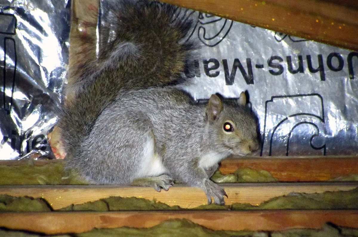 Squirrel standing on insulation inside an attic