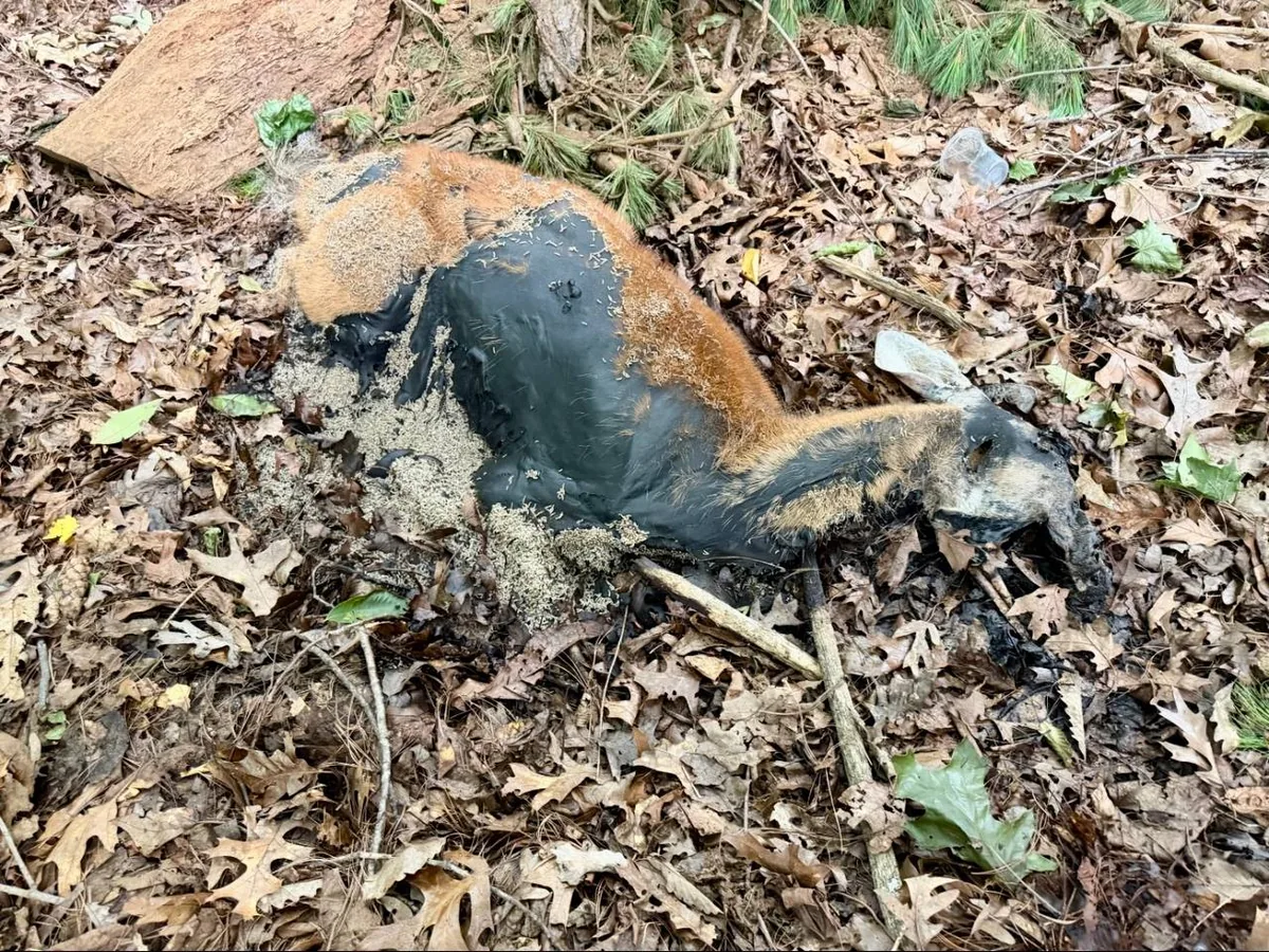 Deceased deer badly decayed lying in a residential yard