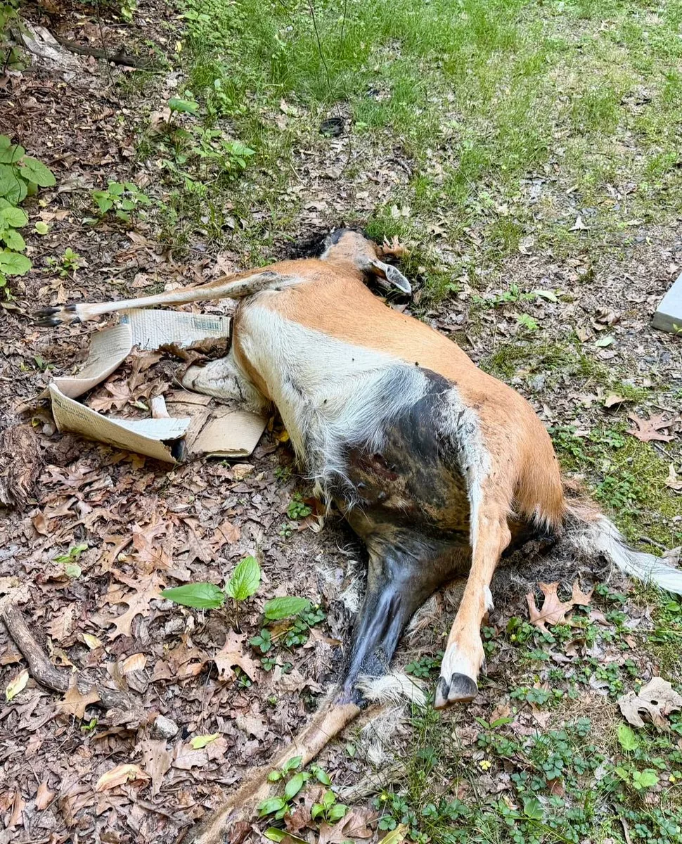 Deceased deer at the edge of the woods behind a property