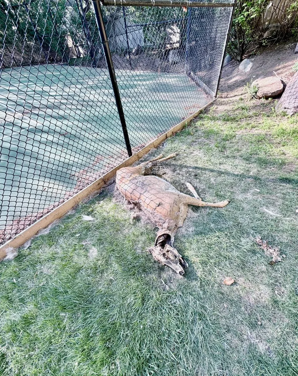 Deceased deer lying along a fence line in a yard