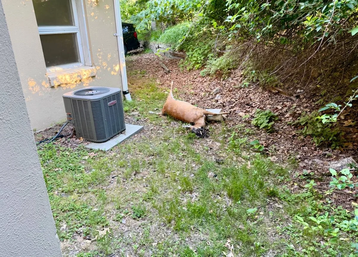 Deceased deer lying in a backyard near a house