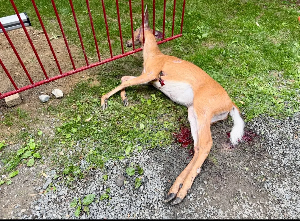 Deceased deer with head caught in a residential fence