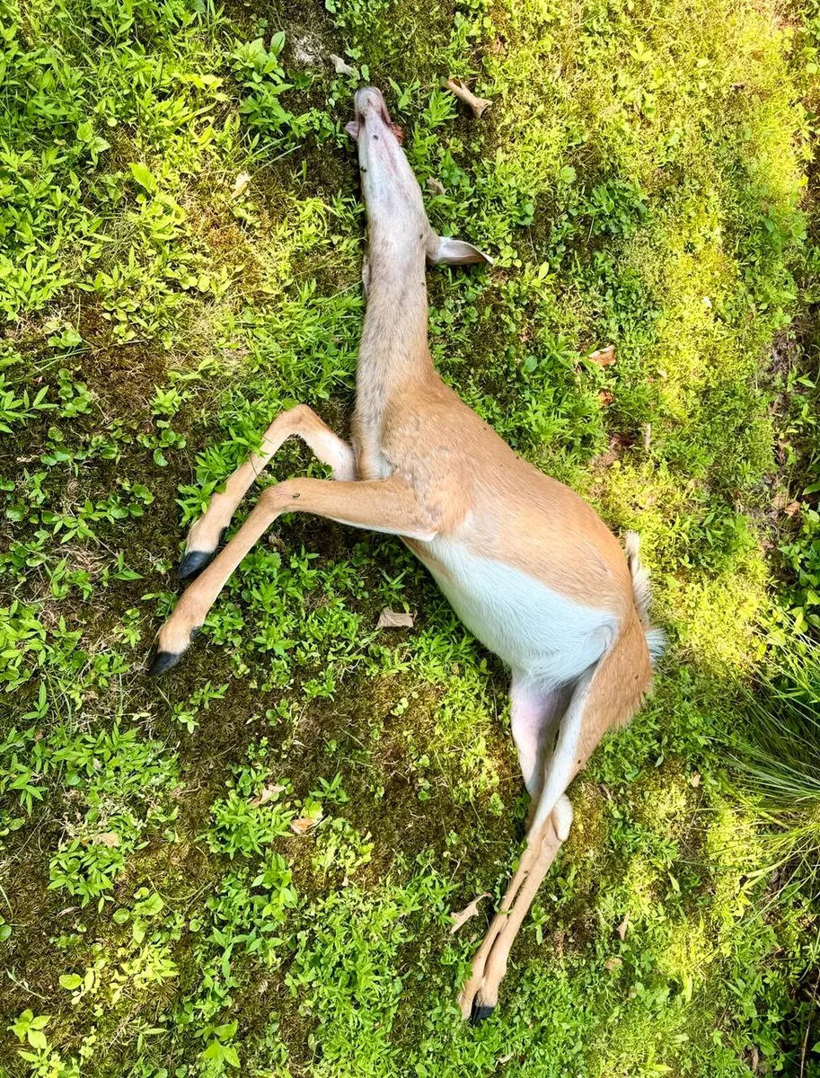 Deceased deer on lawn near the road after being struck by a car