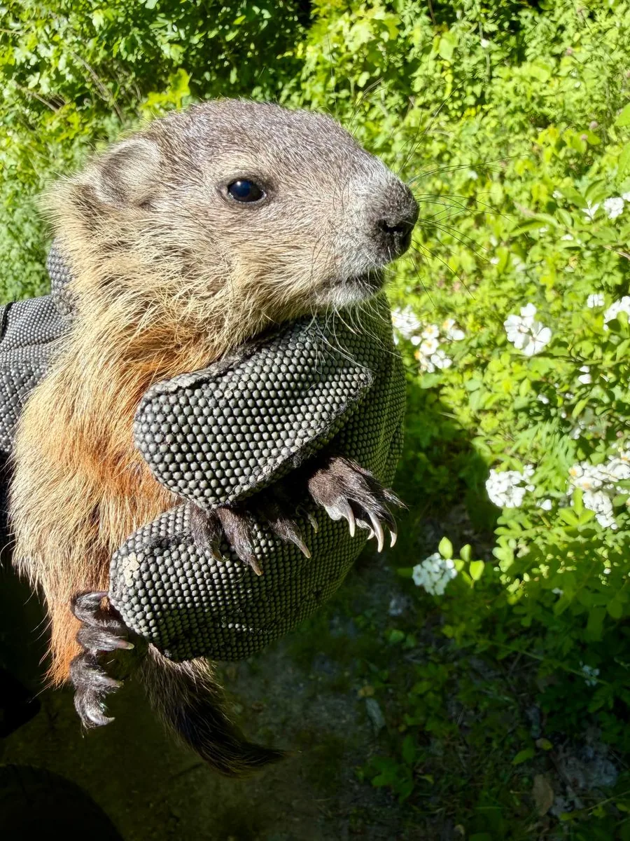 Orphaned baby groundhog held in a hand after rescue
