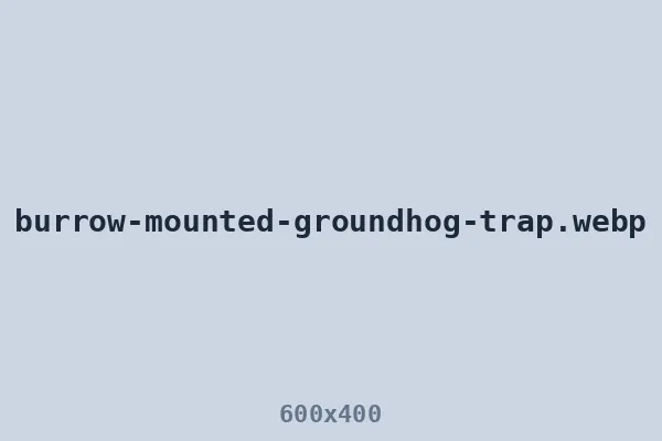 Groundhog trapper's burrow-mounted live trap over an active entrance