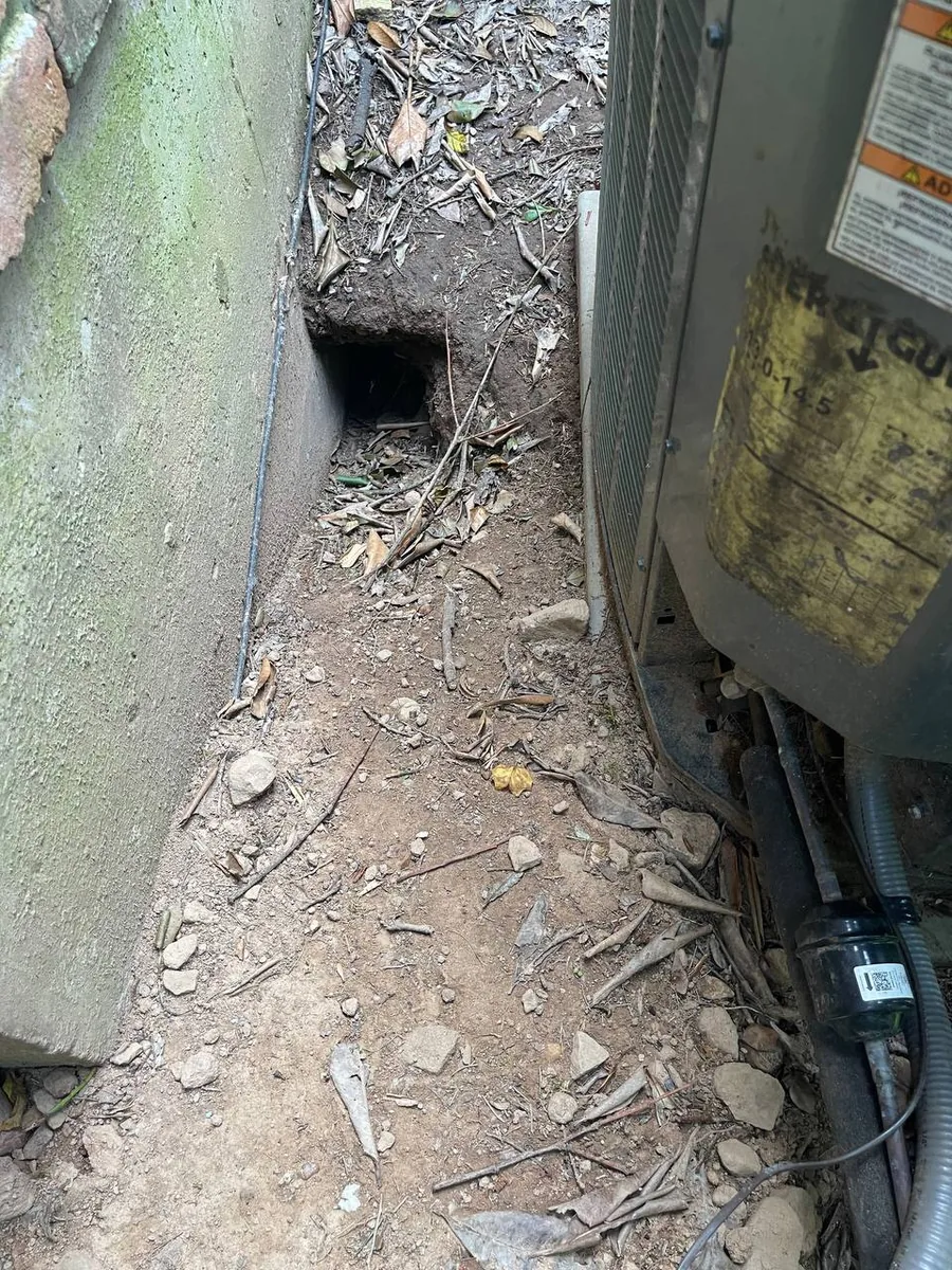 Groundhog burrow dug against a home's foundation