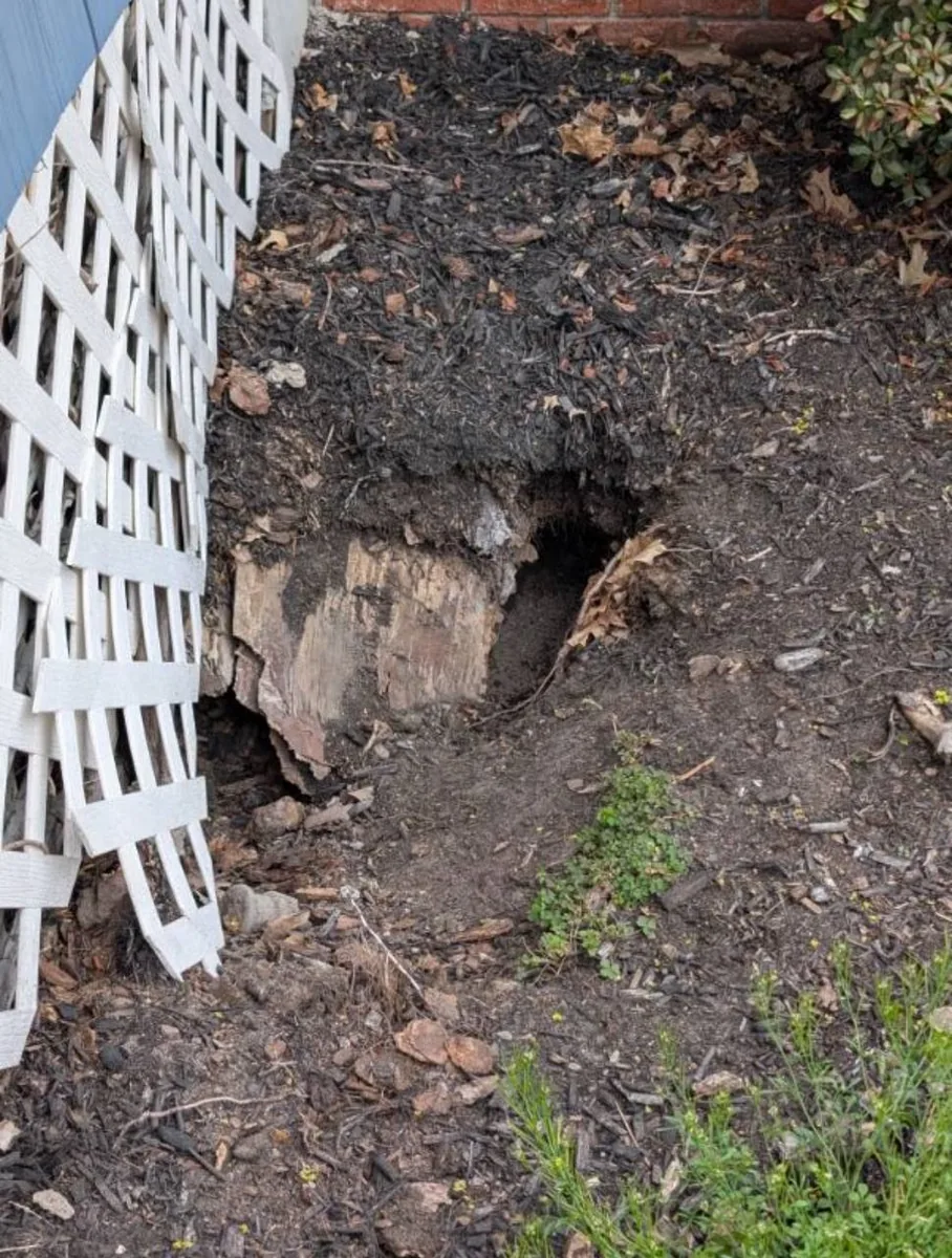 Collapsing groundhog burrow dug beneath porch lattice