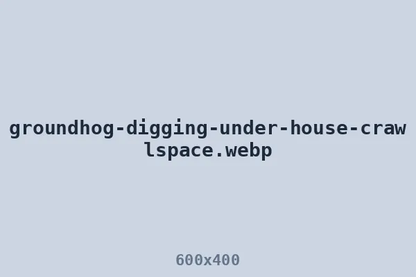 Groundhog digging under house at the crawl space skirting