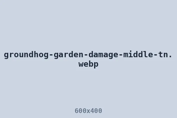 Garden damage from a resident groundhog