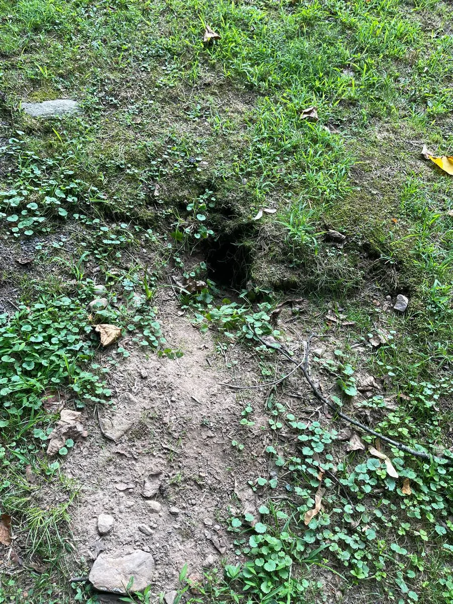 Groundhog burrow entrance dug into a lawn