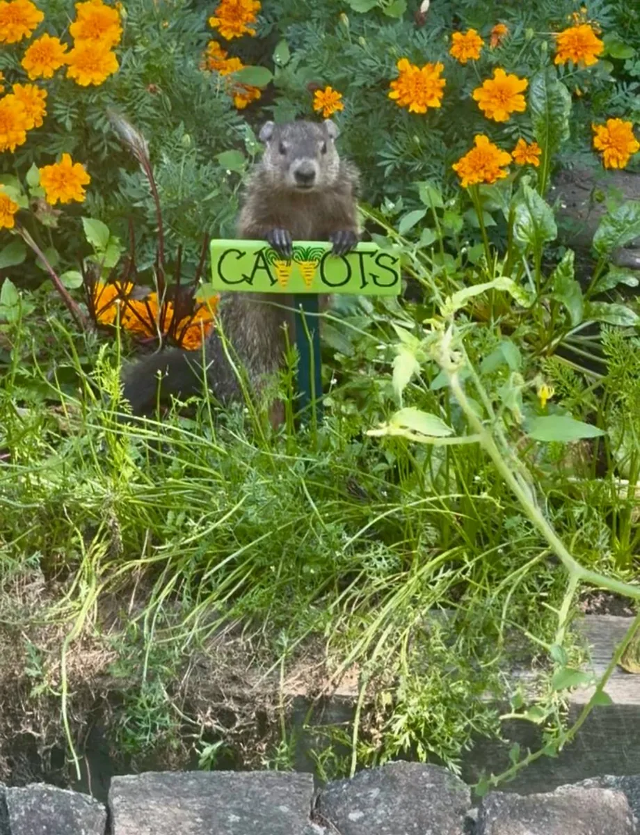 Groundhog in a yard next to a carrot garden sign