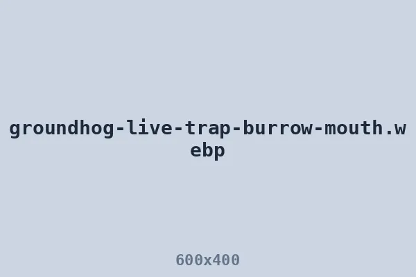 Live trap positioned at a groundhog burrow mouth