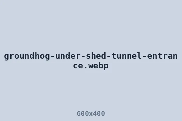 Groundhog under shed — tunnel entrance at the slab edge