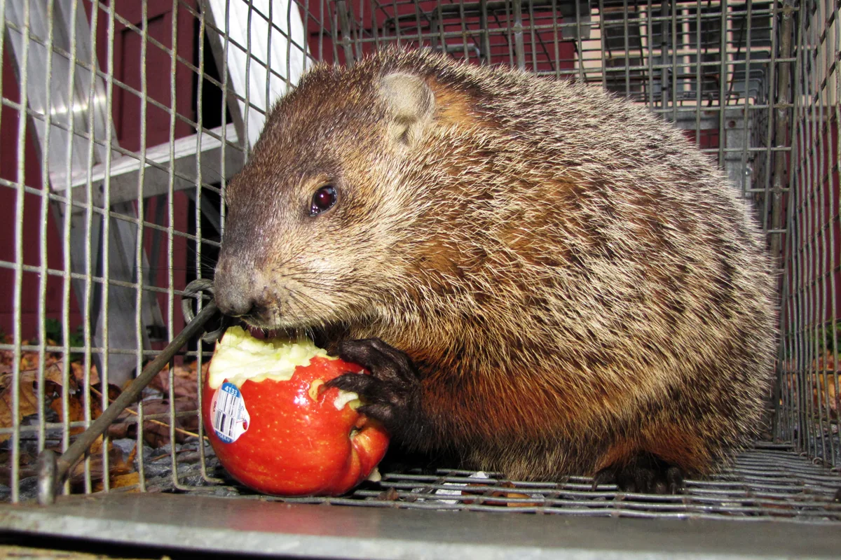 Groundhog eating an apple inside a humane trap before on-site release